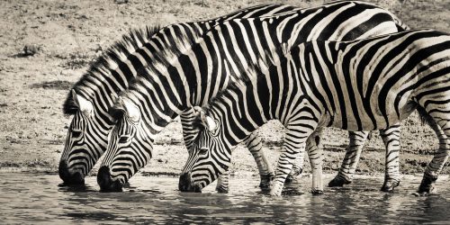 africa